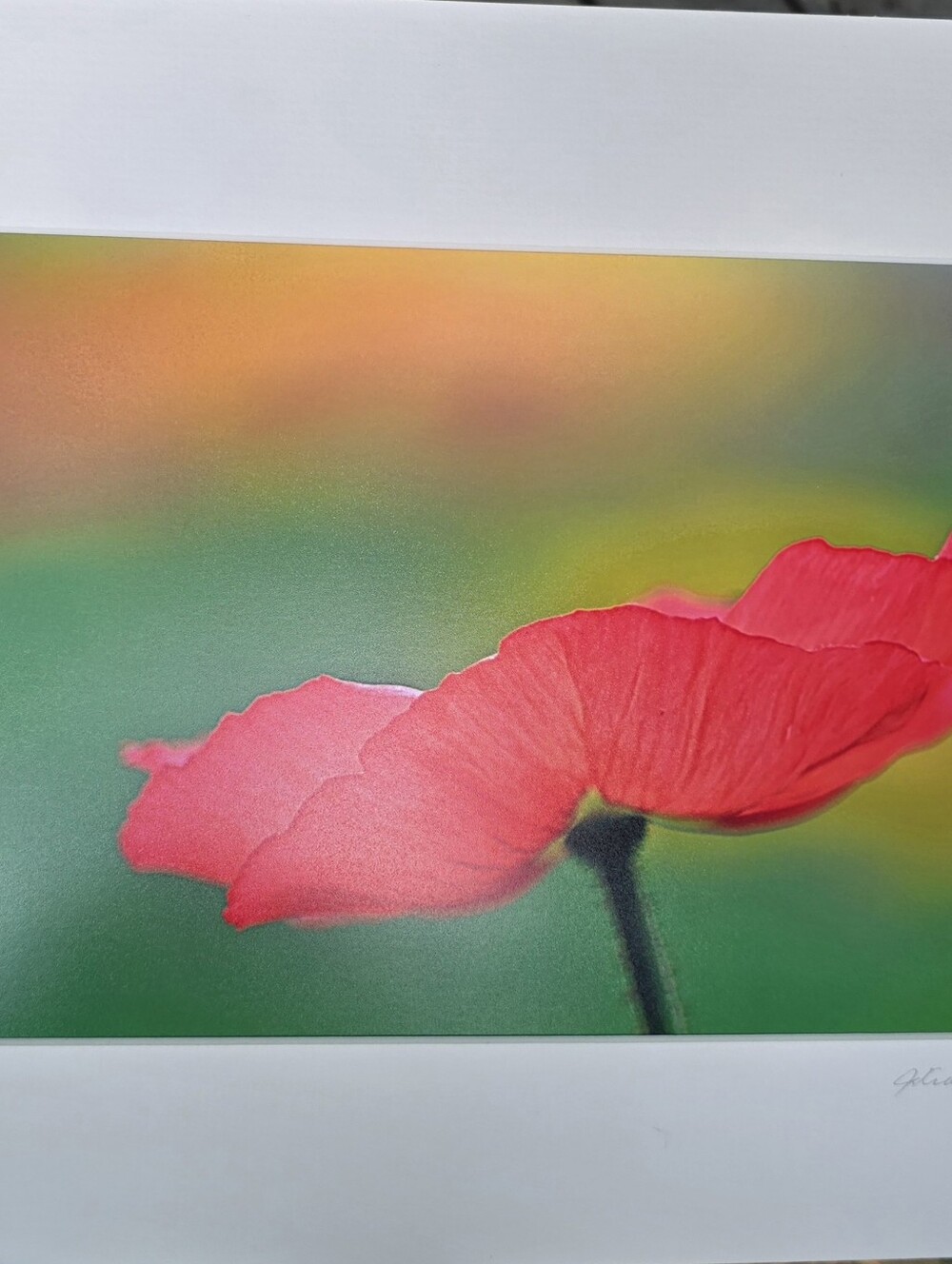 Poppy Art Photo